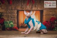 img_small_2394
